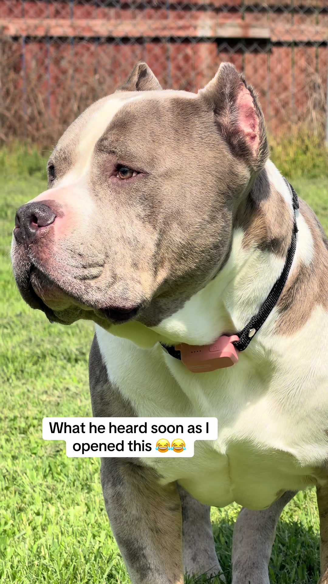 TikTok post by @whooty2166official for Jugbow. Caption reads: @Jugbow US GREAT COLLAR!! Great color selection!....