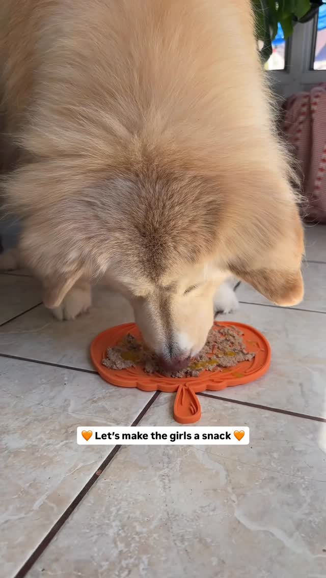 Instagram post by @wanderlustwithdogs for Earthborn Holistic Pet Food. Caption reads: Pumpkin season isn’t just for October.. 🎃 | AD

I....