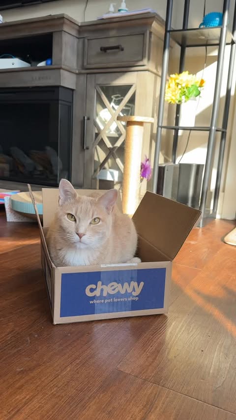 Instagram post by @whiskeyandstormy for Chewy. Caption reads: [...] link in my bio to shop your pets’ needs....