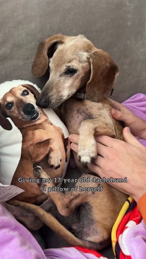 Instagram post by @littlegraythread for All About Vibe. Caption reads: [...] dachshund a pillow of herself! Ad....