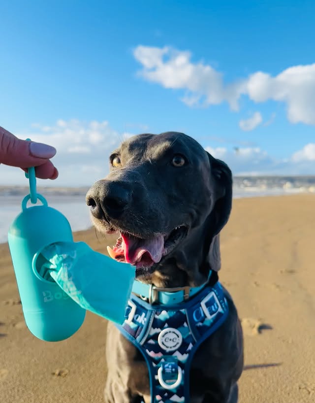 Instagram post by @weimaraner_blue_est2020 for Cookie & Chewkie. Caption reads: Happy #cookieandchewkiechewsday and....