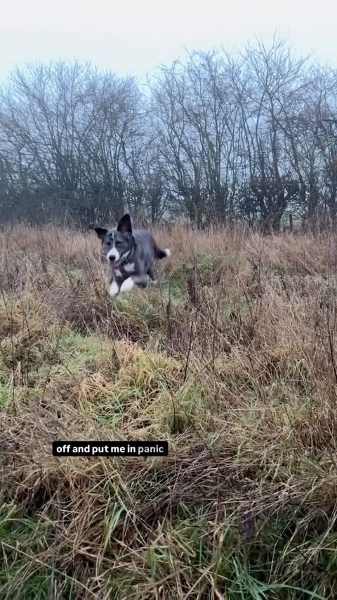 Instagram post by @camper_vibe for Tractive. Caption reads: [...] us for years you know we have used Tractive....