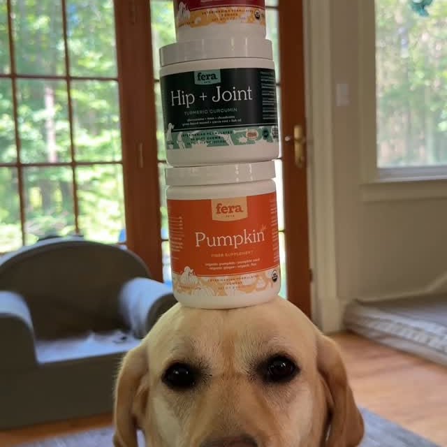 Instagram post by @dognamedstella for Fera Pets. Caption reads: @ferapets keeps Mabel… stable! So many incredible....