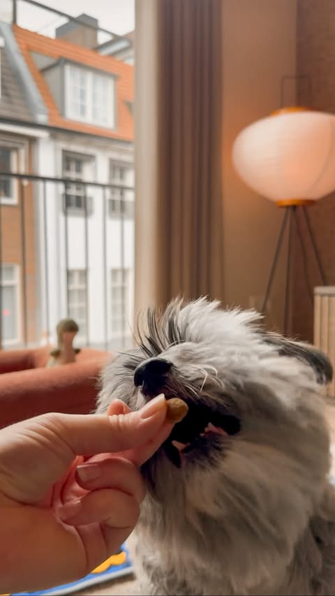 Instagram post by @ohmyspike for Edgard & Cooper. Caption reads: [...] indoors. For this, I’m using @edgardcooper‘s....