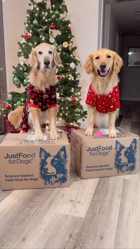 Instagram post by @goodasgoldens for Vetnique. Caption reads: We LOVE our @justfoodfordogs delivery days!! Just....