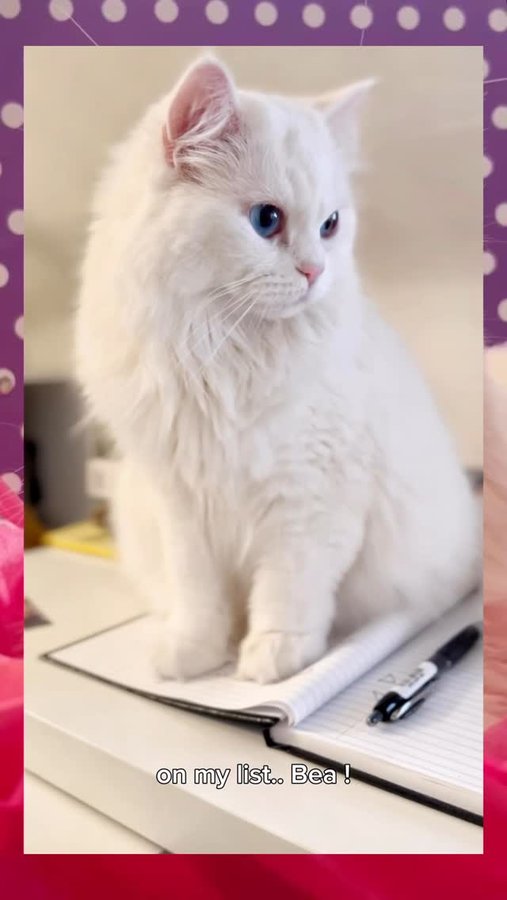 Instagram post by @alexfbailey for Pet Valu. Caption reads: This valentines there’s someone special on my....