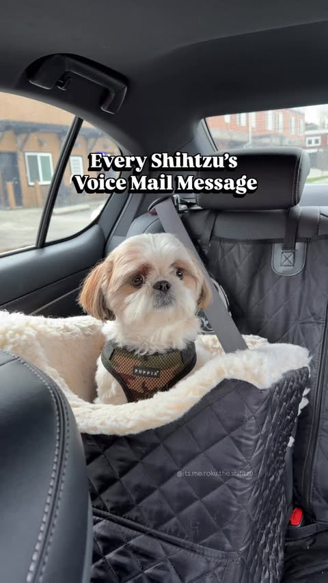 Instagram post by @its.me.roku.the.shihtzu for Snoozer Pet Products. Caption reads: Even the cutest and sweetest of them have their....