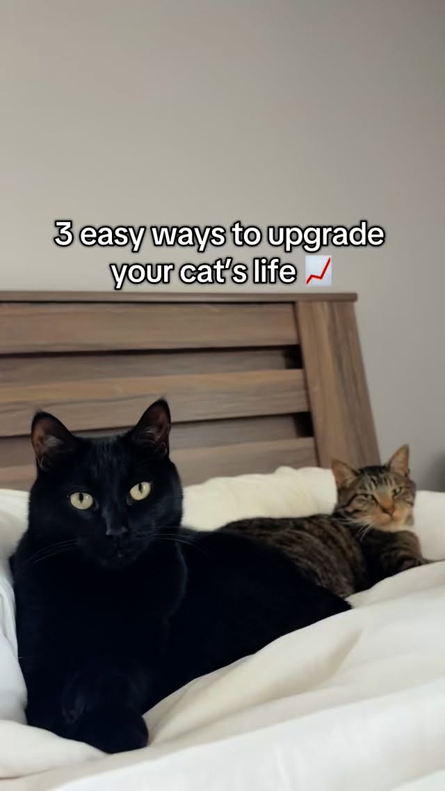 Instagram post by @winstonandspooky for Wellness Pet Food. Caption reads: If you’re interested in giving your cat a....