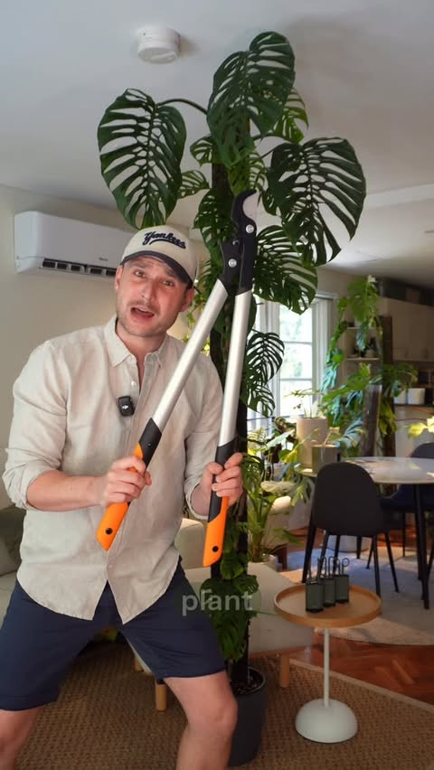 Instagram post by @sydneyplantguy for Fiskars. Caption reads: [...] large, thin or thick your plant - @fiskars....