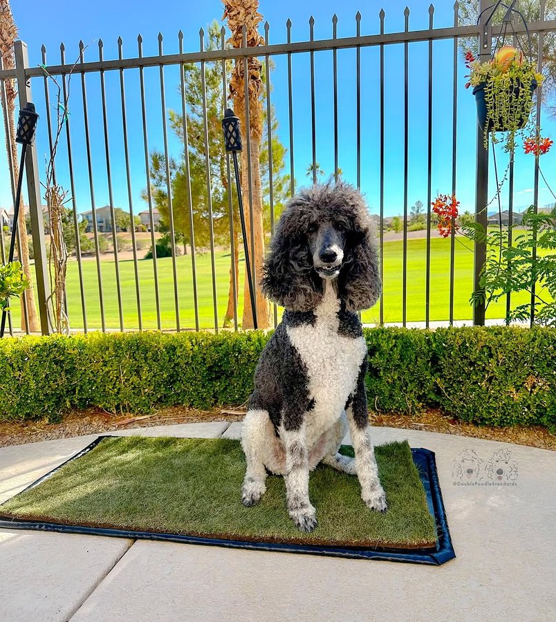 Instagram post by @doublepoodlestandards for Doggielawn. Caption reads: [...] up and set a new fresh pad down. 🌱....