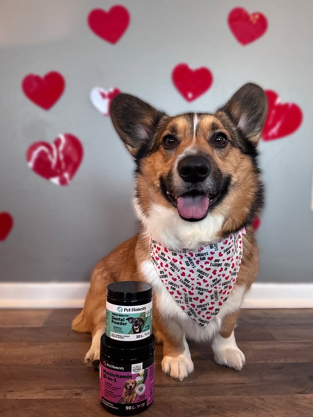 Instagram post by @chancethemfcorgi for PetHonesty. Caption reads: New year, same great vitamins from @pethonesty !....