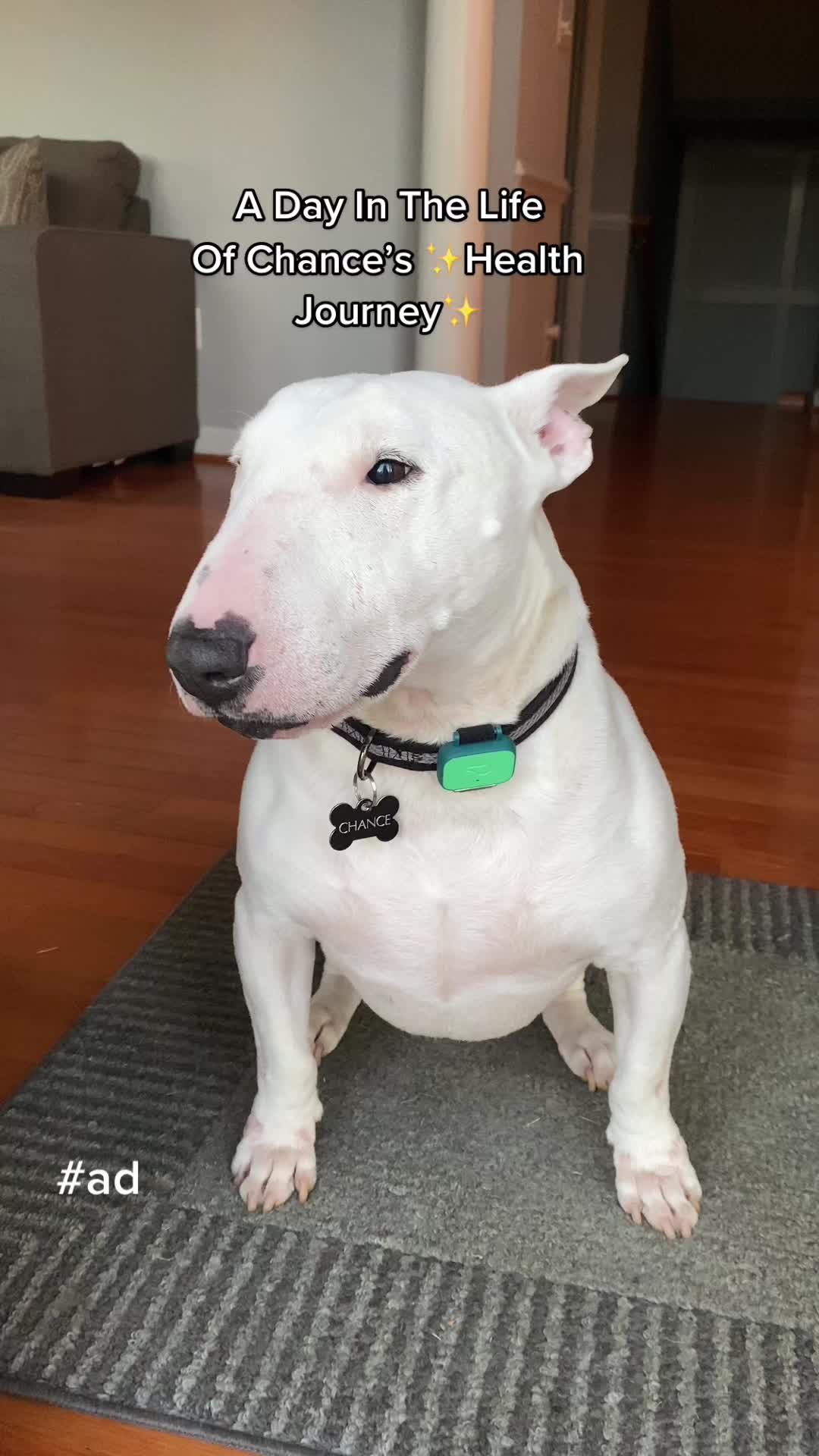 TikTok post by @aliciad729 for Whistle. Caption reads: [...] Chance’s health updates✨ #ad #IAMSandWHISTLE....