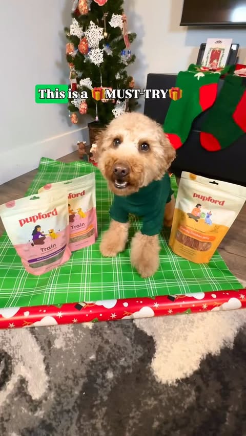 Instagram post by @sashapawtato for Pupford. Caption reads: [...] and time spent together. 🎁 

@pupford....