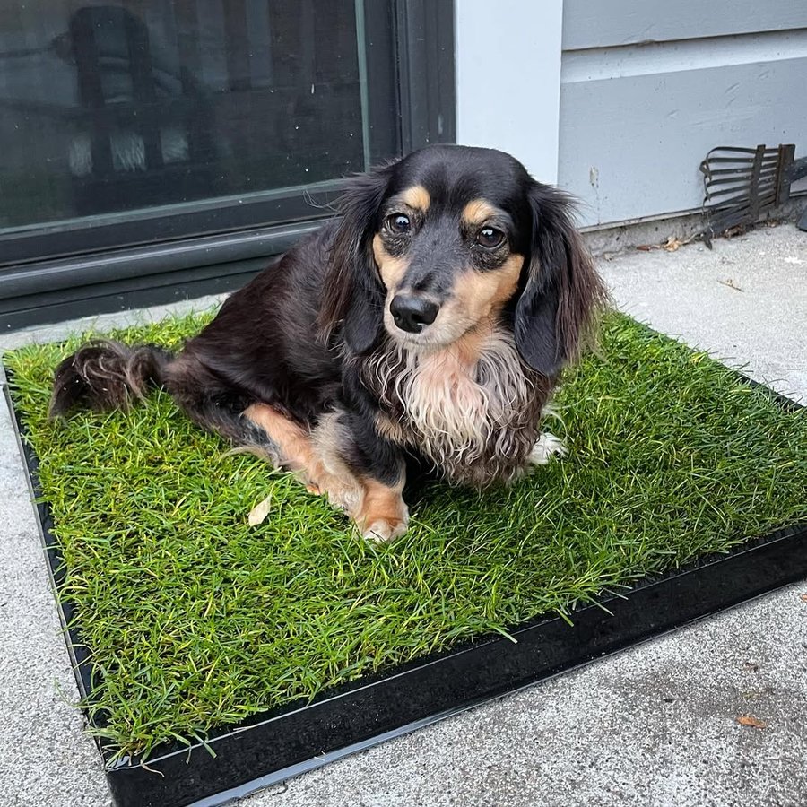 Instagram post by @wally_thewiener for Doggielawn. Caption reads: [...] of real grass, so potty training with....
