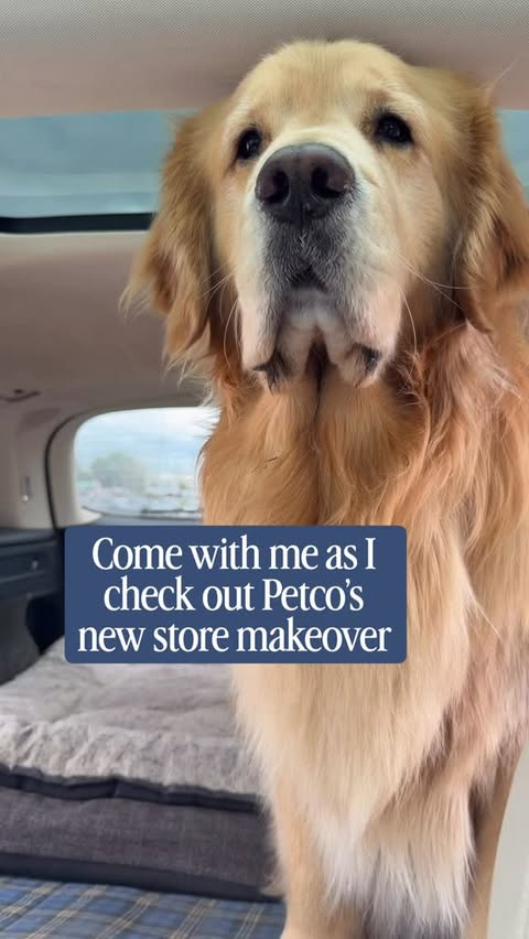 Instagram post by @ike_thegolden for Petco. Caption reads: #ad Had the best time checking out one of @petco 7....