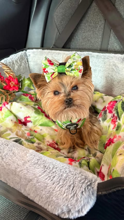 Instagram post by @amber__archie_ for Petsfit. Caption reads: [...] have been gifted this beautiful amazing....