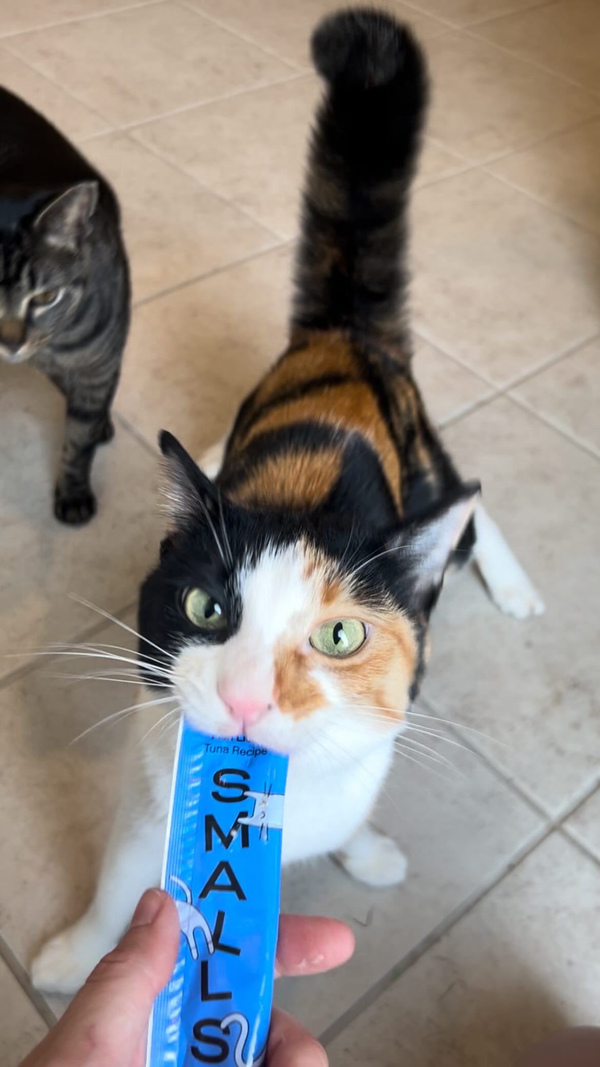 Instagram post by @shakeywobbles for Smalls. Caption reads: Shakey says @smallsforcats new Licks are the....