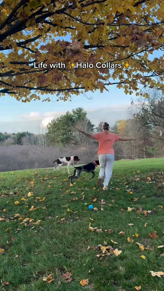 Instagram post by @gsp.sissys for Halo Collar. Caption reads: Life is better with the @halocollar ✨ l can create....