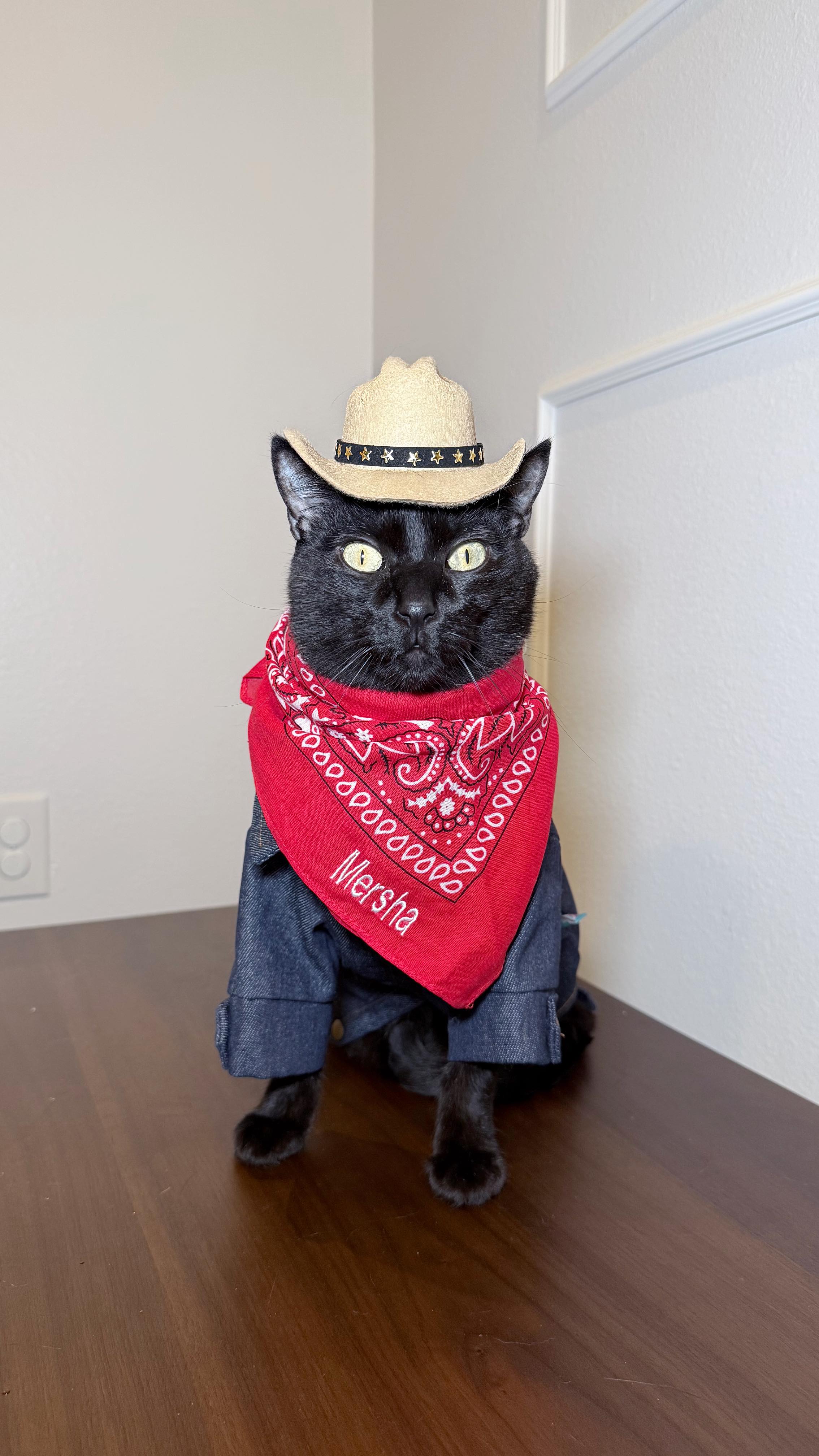 Instagram post by @mersha.theminipanther for Stella & Chewy's. Caption reads: #ad Howdy y’all! Mersha has great news for Texans!....