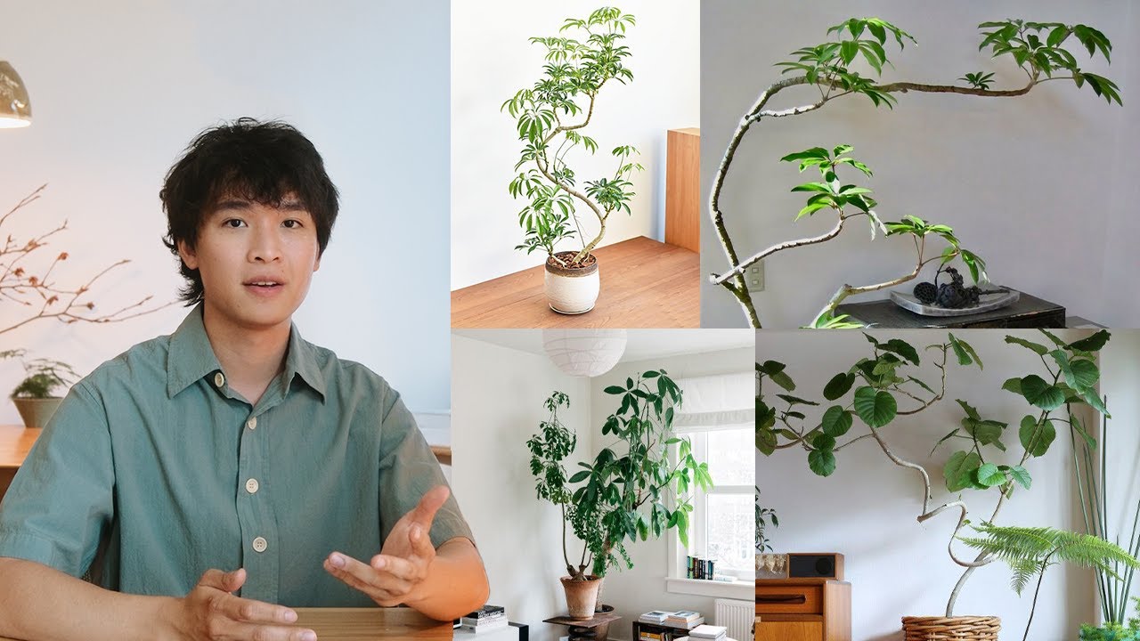 YouTube post by @benjiplant for Squarespace. Caption reads: 20 Trees You Can Grow as Houseplants | Indoor....