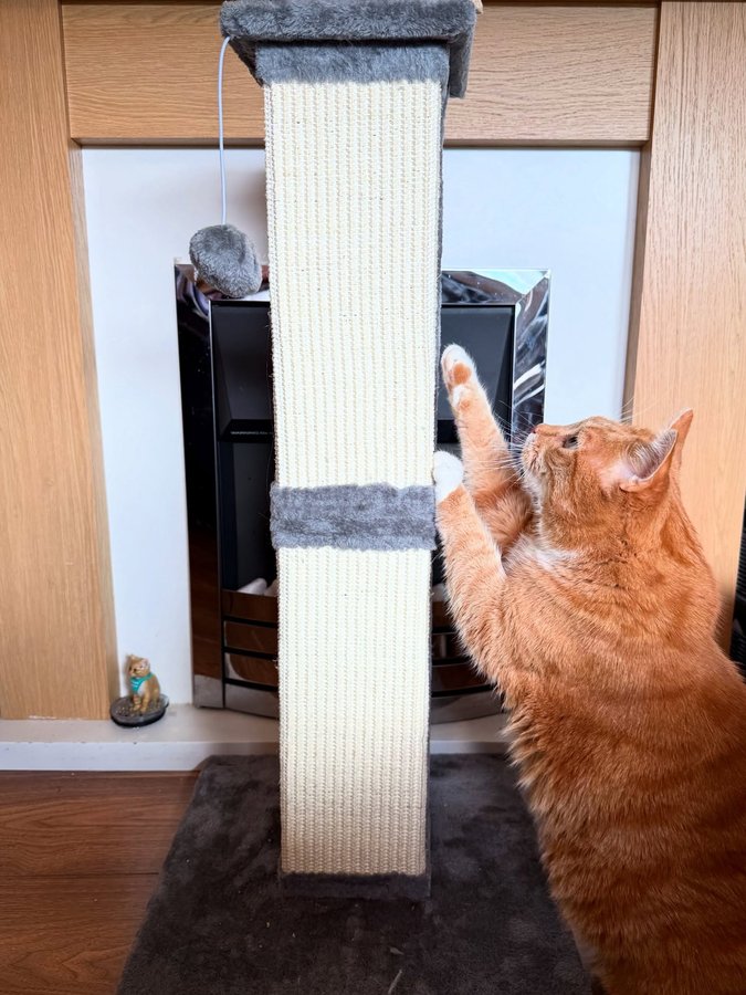 Instagram post by @a_ginger_cat_named_rascal for VanCatUK. Caption reads: Guys I have some very exciting news! 

Today....