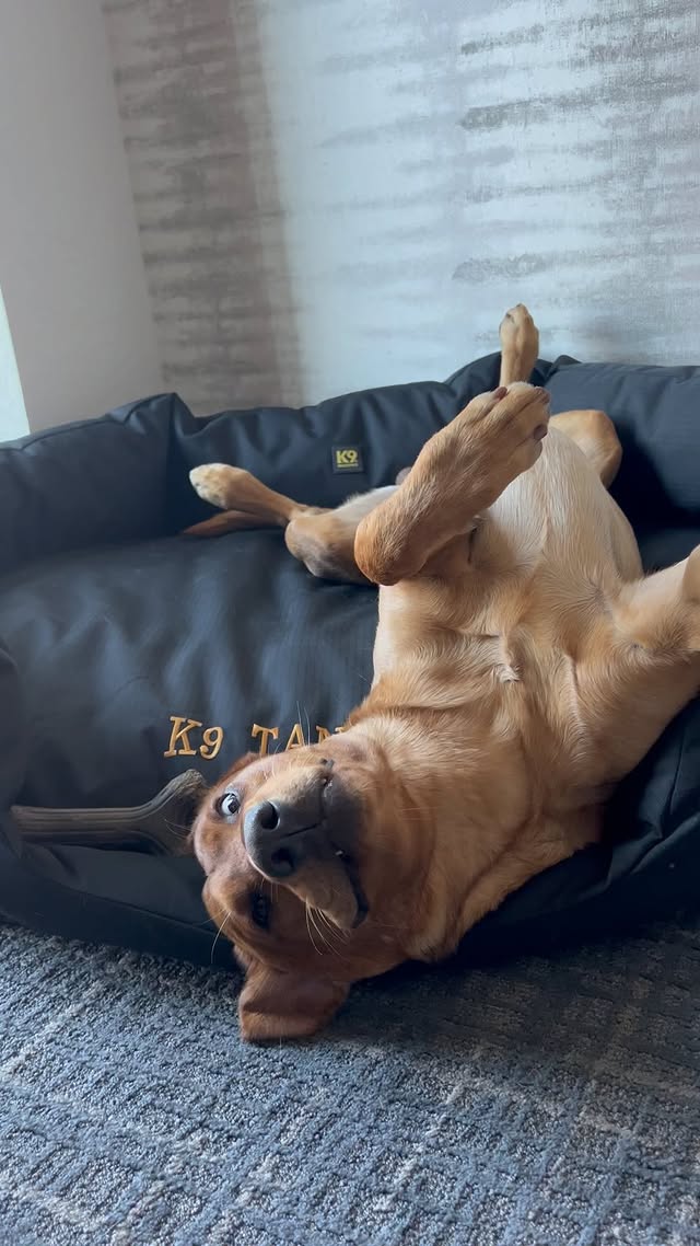 Instagram post by @k9_tanner for K9 Ballistics. Caption reads: Ultimate Comfort Level Unlocked 🔓 @k9ballistics....