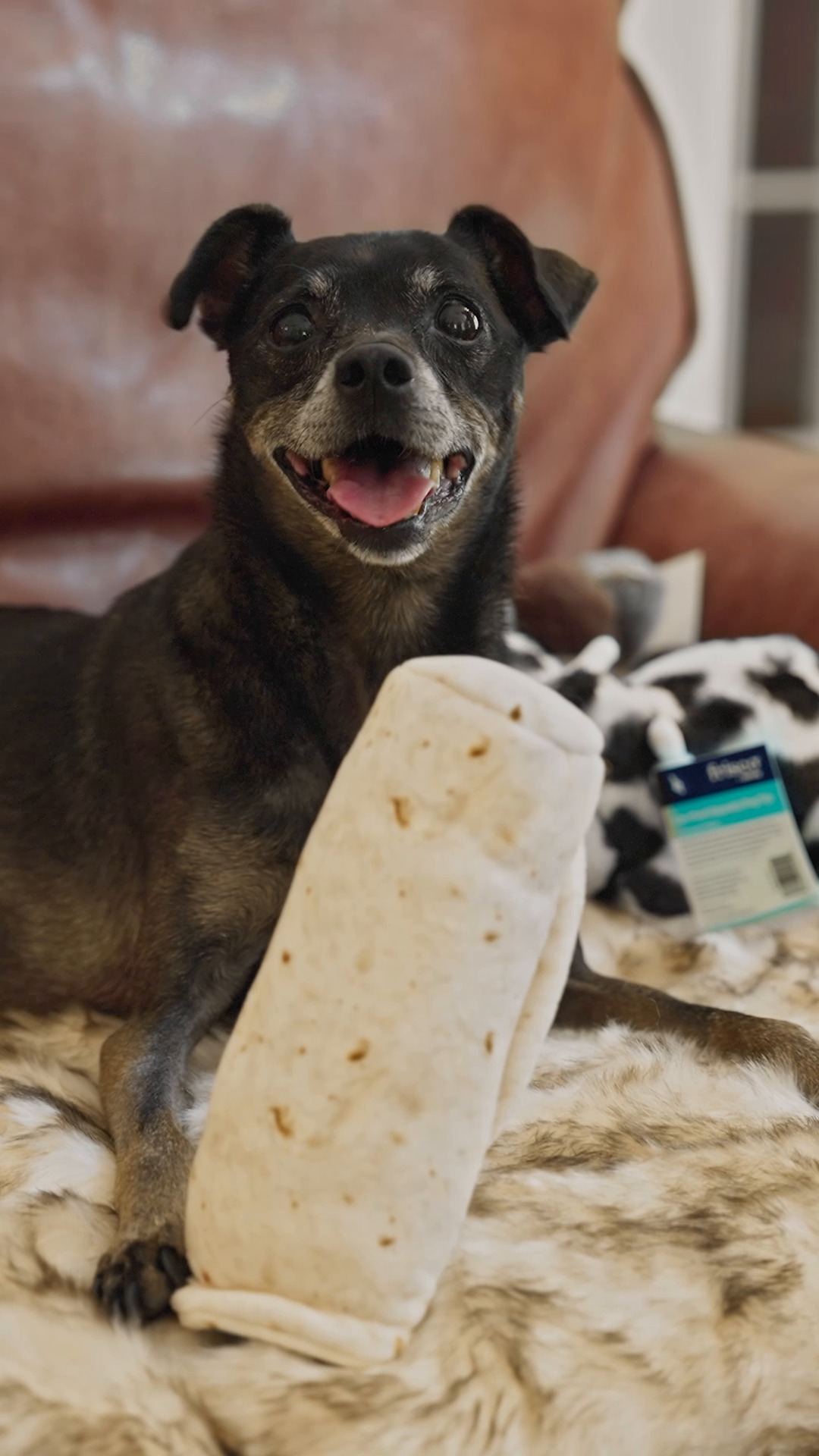 Instagram post by @limpbroozkit for Chewy. Caption reads: Dray’s Chewy Claus wish: to W-A-L-K with Mom,....