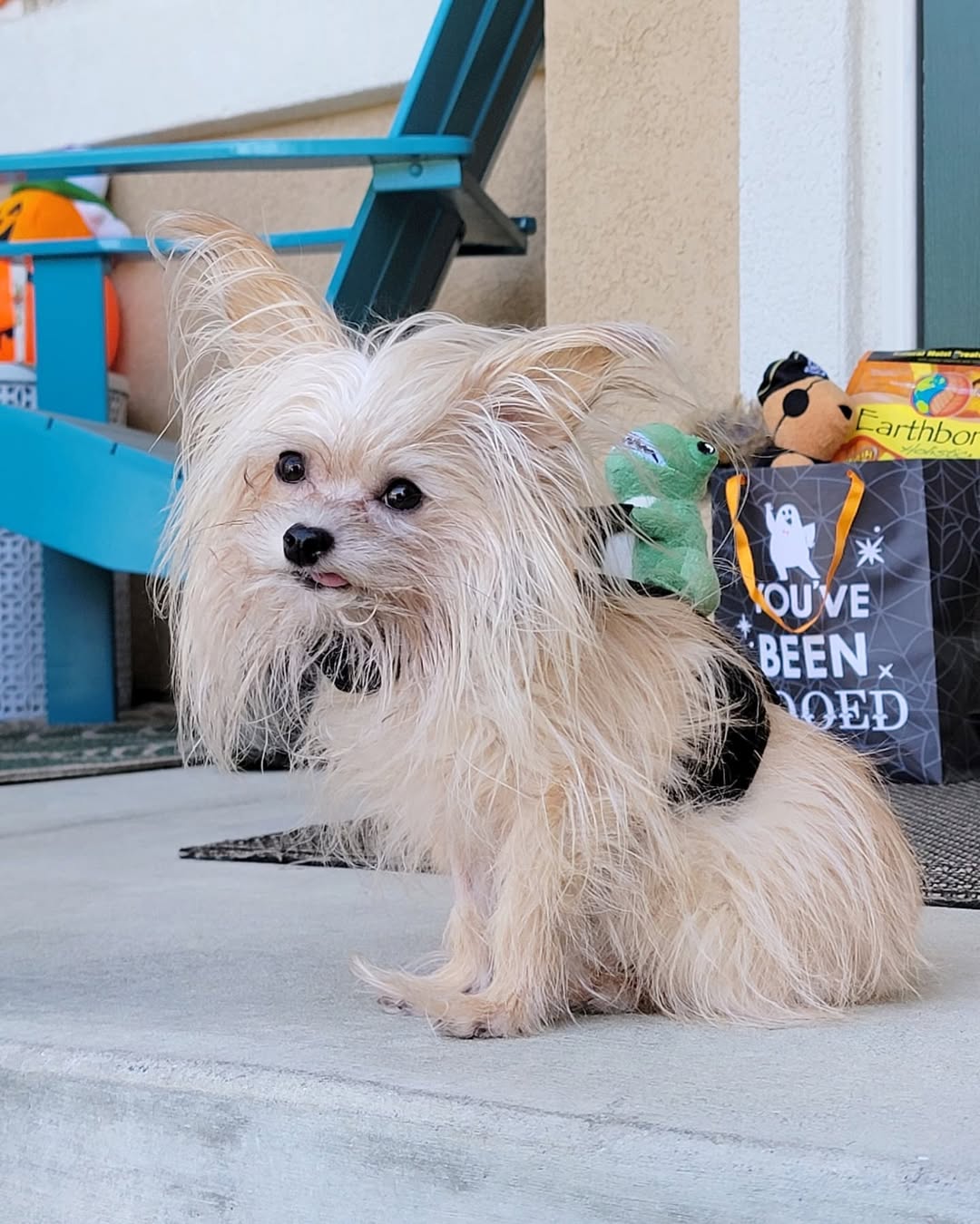 Instagram post by @our_long_strange_trip for Earthborn Holistic Pet Food. Caption reads: Being toofless furr Howloween is Booo-sheet, so....