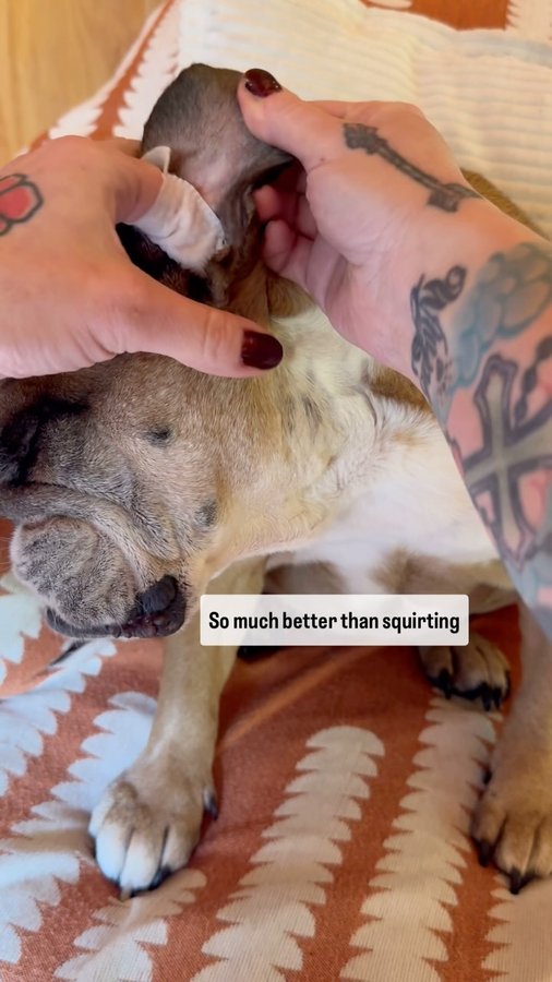 Instagram post by @_darlin_clementine for Squishface. Caption reads: Ears. They are a problem for a lot of bulldoggos.....