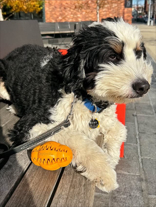 Instagram post by @remyfrombk for Oxyfresh. Caption reads: [...] heard of her 😌✨ I’ve been using my....