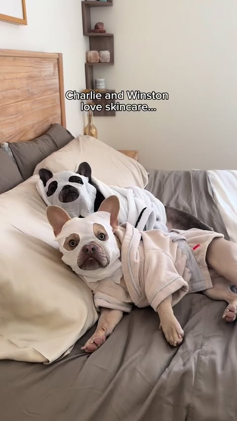 Instagram post by @winstonthefrenchiee_ for Skout's Honor. Caption reads: [...] Mom’s!
📮🎅🏼
Little did they....