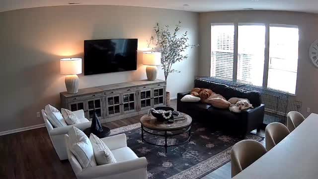 Instagram post by @bambitheragdolll for Petcube. Caption reads: [...] #catvideooftheday #secretlifeofcats #petcube....