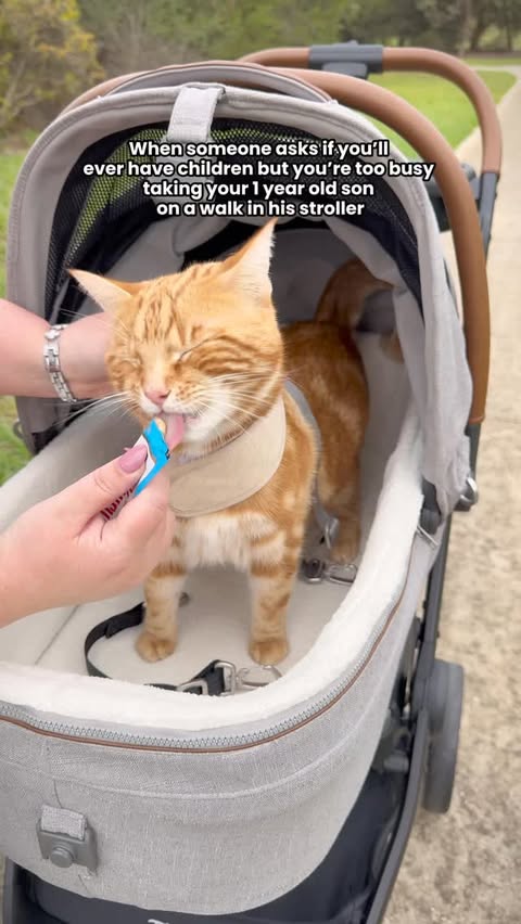 Instagram post by @princetoffeecake for Tavo Pets. Caption reads: [...] your cat? 💕🐈 Our stroller is from....