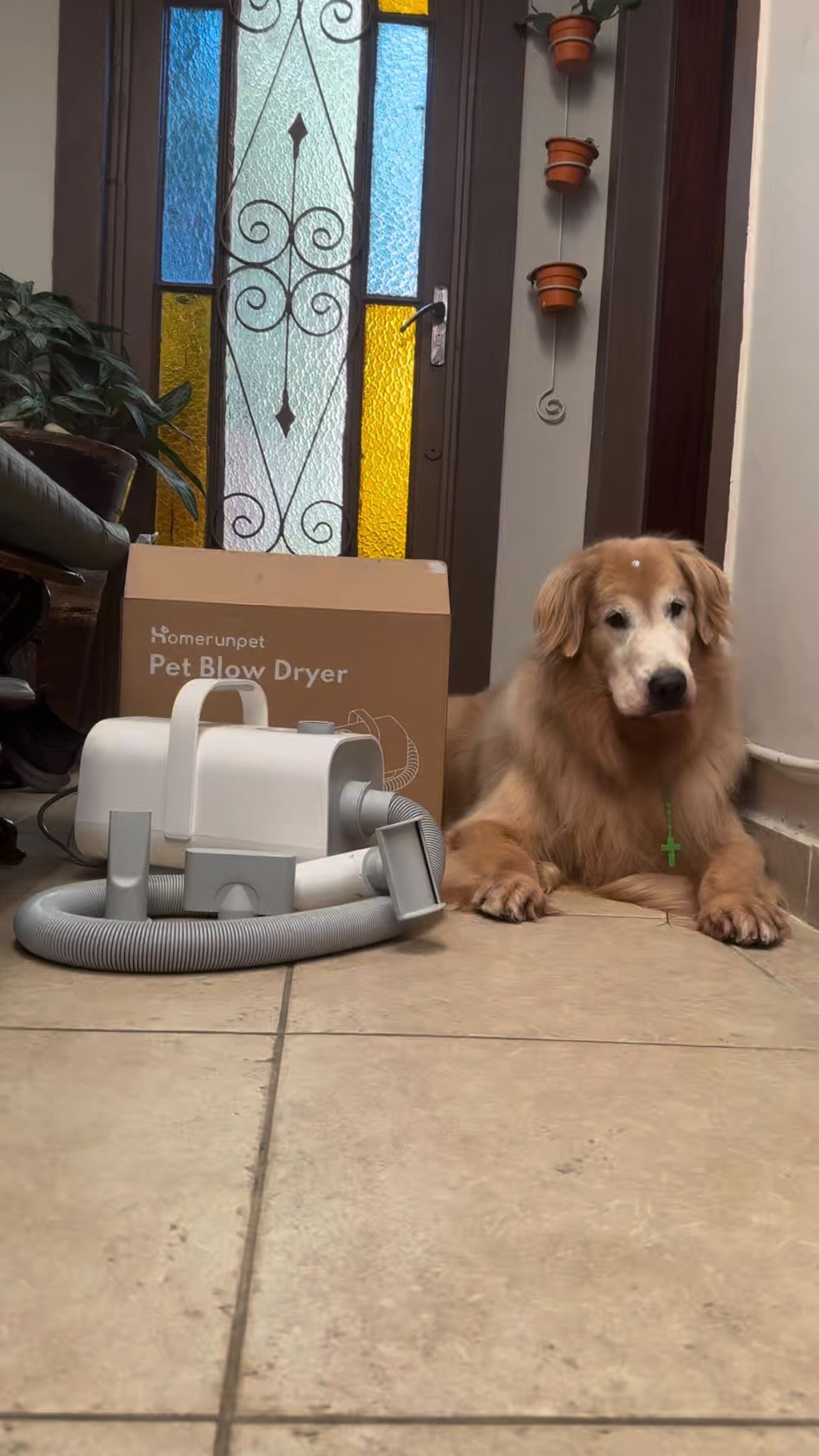 Instagram post by @goldenliciarosa for HomeRunPet. Caption reads: 🐾 A Rosa Maria adora passeios no shopping, mas....