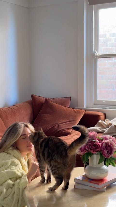 Instagram post by @cattcity for Hill's Pet Nutrition. Caption reads: Honeys purrrrfect day??? Allow the queen herself....