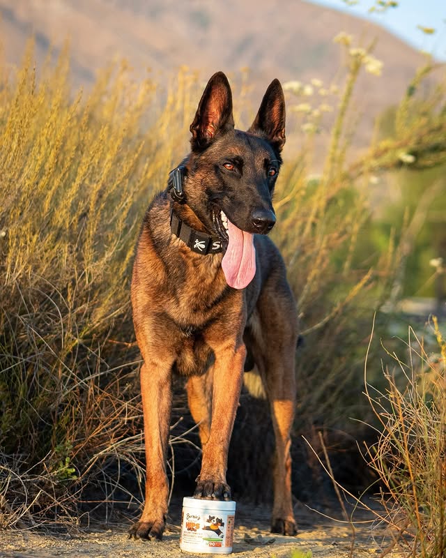 Instagram post by @sultan.malinois for Bernie's Best. Caption reads: thankyou @bernies.best for this amazing hip &....