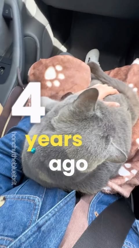 Instagram post by @honchuthebluebrit for Siipet. Caption reads: [...] their litter habits can!

LitterLens by....