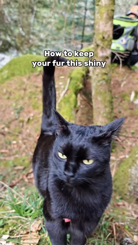 Instagram post by @lunadventurecat for Neakasa. Caption reads: Perfect gift for you furry friend or the parents?....