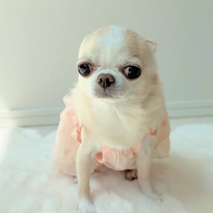Instagram post by @kurimusenyou for Mon Cheri. Caption reads: I wore a new dress which has a cooling....