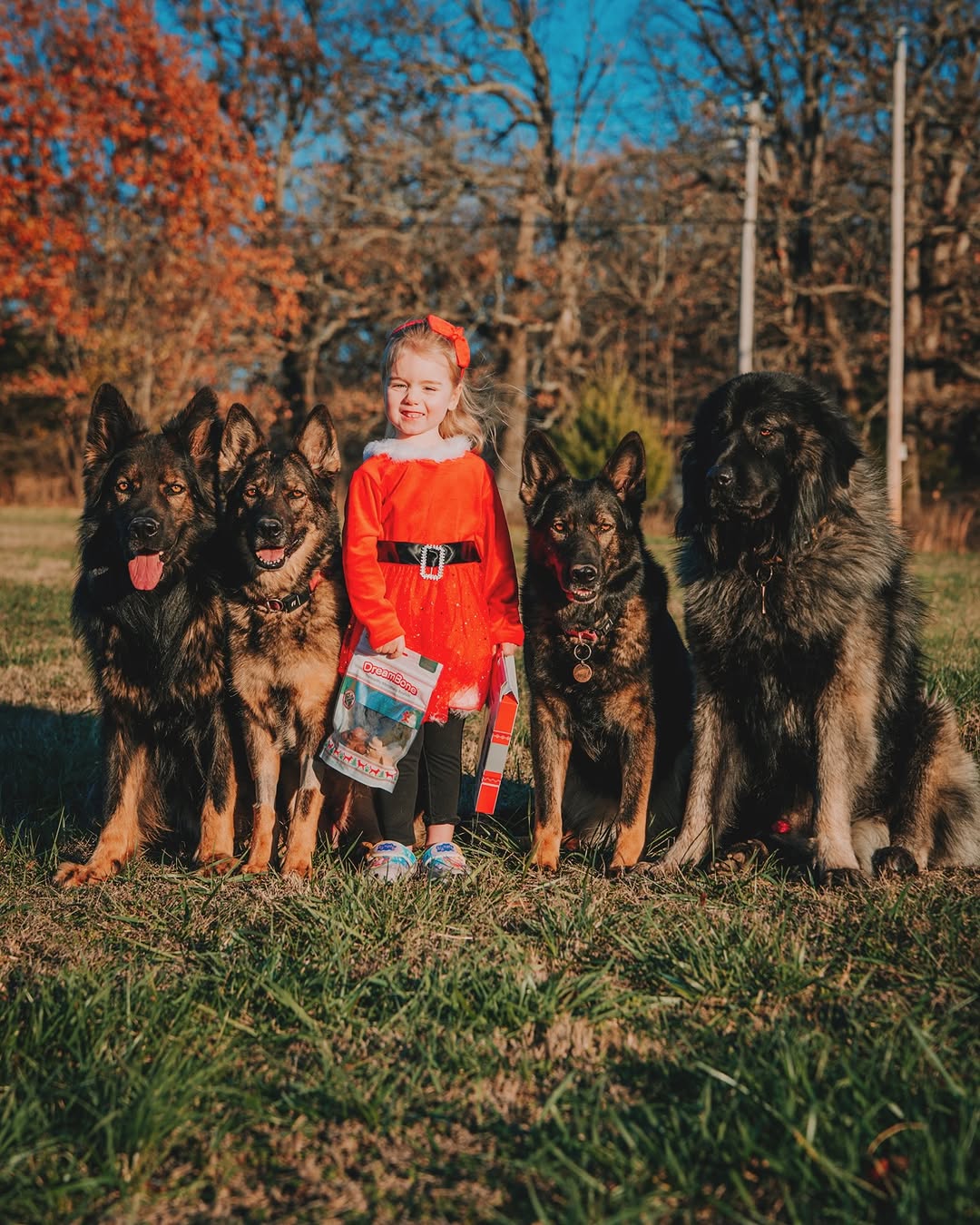 Instagram post by @von.jakoba for DreamBone Chews. Caption reads: If you like to include your dog in the holiday....