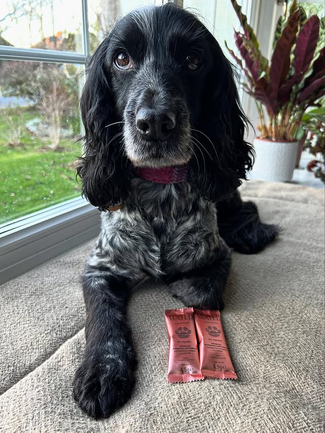 Instagram post by @dollythehearingdog for Pawer Water. Caption reads: [...] gut and digestion supplements from Pawer....