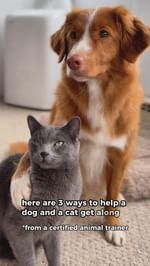 Instagram post by @amberaquart for Stella & Chewy's. Caption reads: Bringing a dog and cat together? 🐶🐱 
Don’t skip....