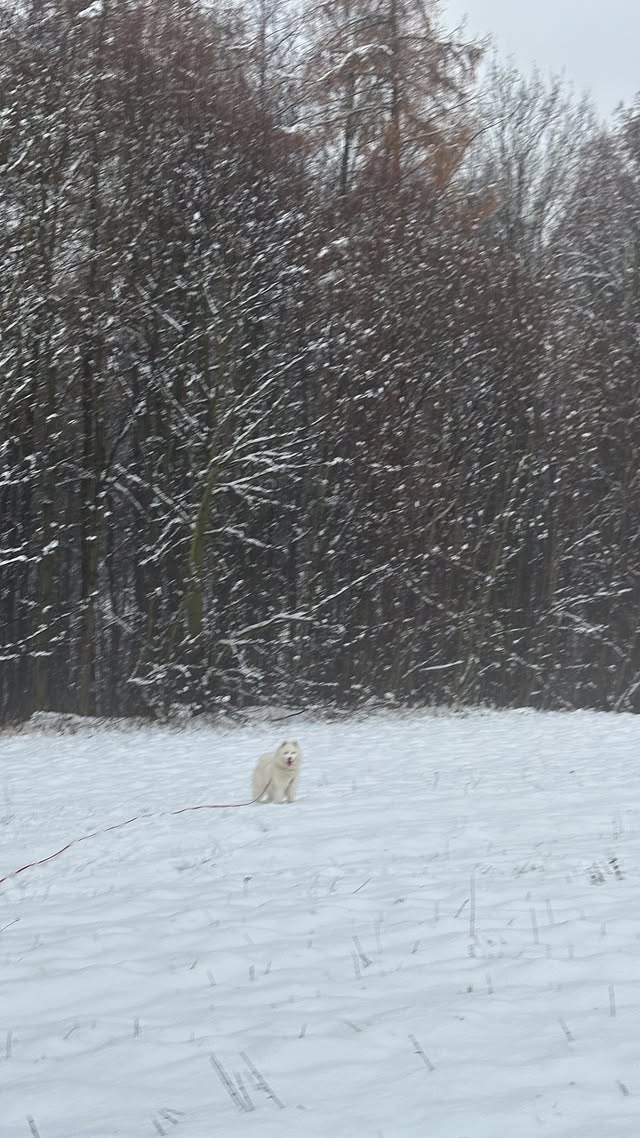Instagram post by @thesamoyedzoe for Strange Tails. Caption reads: POV: Winter has come ❄️ . . . 🛍️....