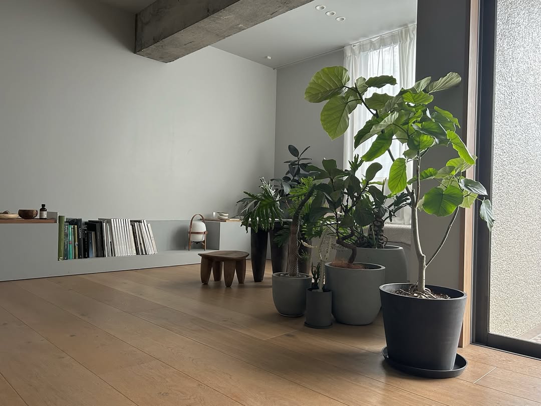 Instagram post by @c____y.home for AND PLANTS. Caption reads: New atmosphere with new plants....