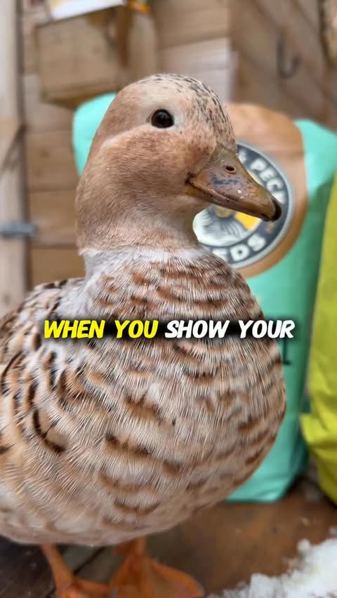 Instagram post by @cheez_and_quacker for Scratch and Peck Feeds. Caption reads: [...] secrets with you all - and it’s....