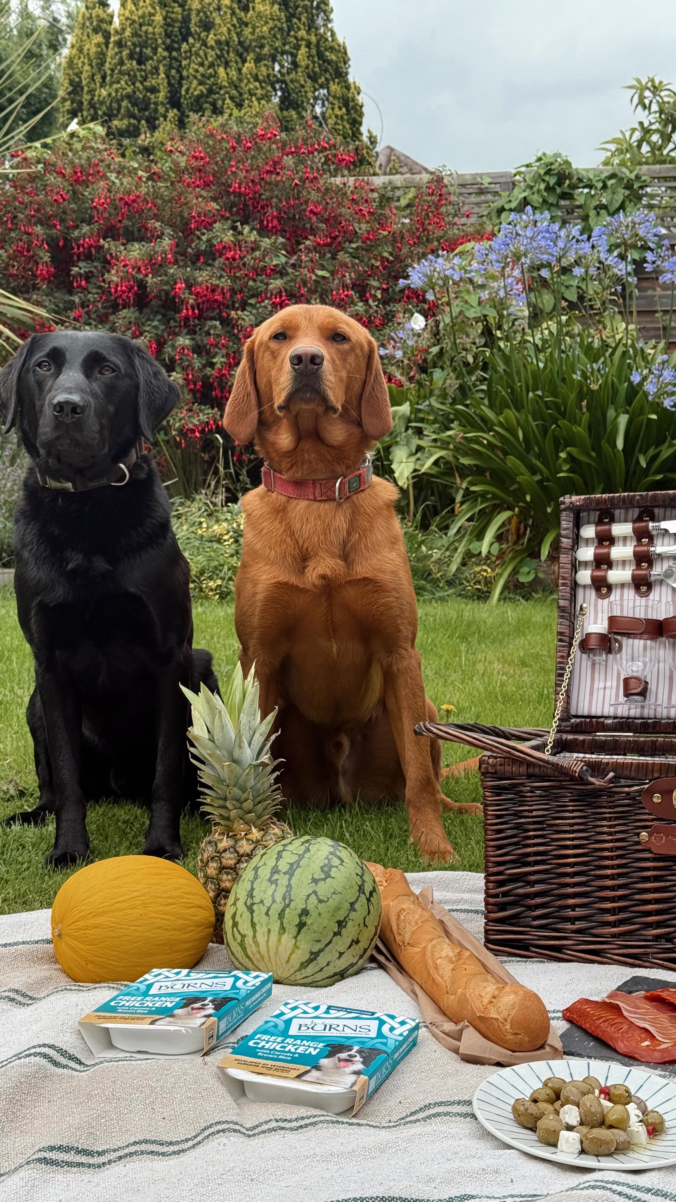 Instagram post by @akirwan_ for Burns Pet Food. Caption reads: Just your average garden picnic… for the....
