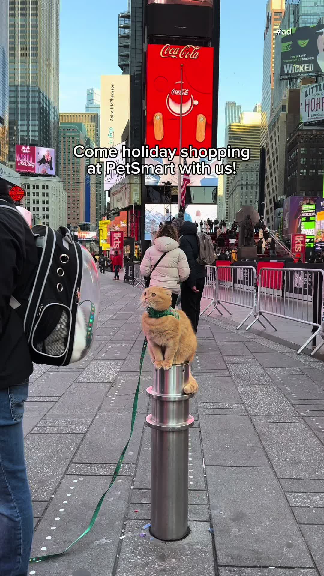 TikTok post by @spongecake_cats for PetSmart. Caption reads: [...] the new holiday toy collection from....