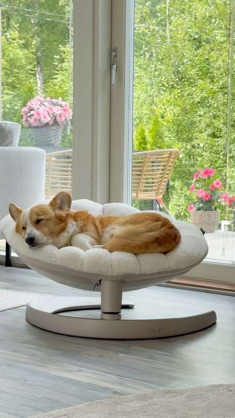 Instagram post by @topithecorgi for Tavo Pets. Caption reads: Ad @tavopets 🐾 Rocking into dreamland, one tiny....