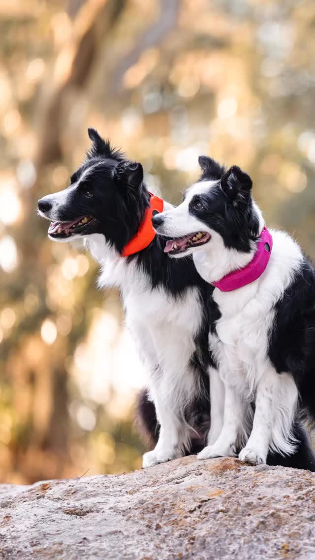 Instagram post by @bordercolliedraco for Halo Collar. Caption reads: Adventures matter—especially for our senior....