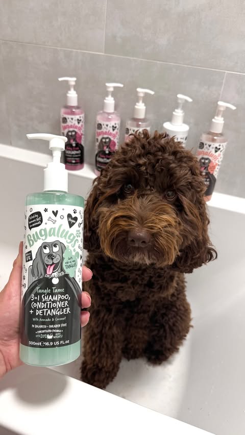 Instagram post by @rootheaussielabradoodle for Bugalugs Pet Care. Caption reads: [...] Saturday afternoon spa routine with....
